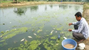 মাছের রোগের কারণ ও প্রতিকার: আধুনিক মাছ চাষের পূর্ণাঙ্গ গাইড পুকুরের মাছ মারা গিয়েছে কেন?জল এর পিএইচ পরীক্ষা ও প্রতিকারের একটি দৃশ্য