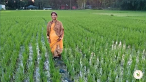 মহিলা কিষান সাগরিকা বর্মনের জৈব পদ্ধতিতে ধান চাষ দৃশ্য। প্রাকৃতিক উপায়ে ধান চাষ জমি তে কৃষকের ছবি তুলে ধরা হয়েছে।