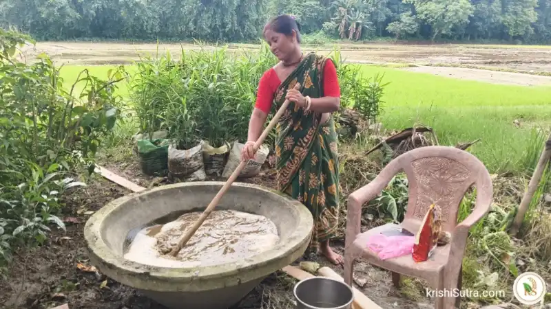 প্রাকৃতিক উপায়ে ধান চাষের জন্য জীবামৃত তৈরির দৃশ্য।