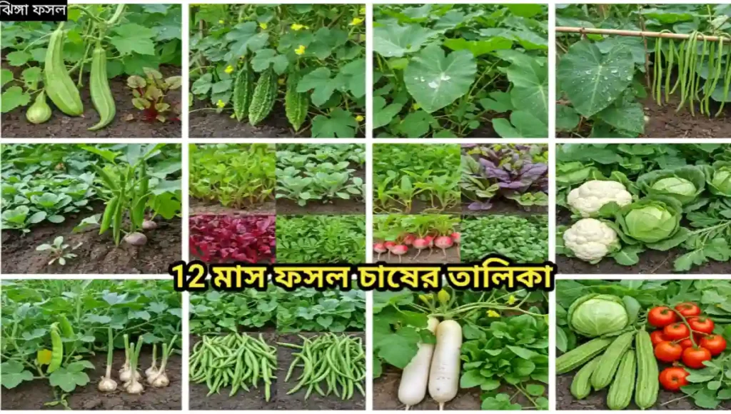 ১২ মাসে সবজি চাষ করার পূর্ণাঙ্গ নির্দেশিকা