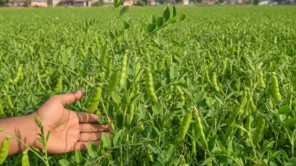 খেসারী ডাল চাষ পদ্ধতি-চাষের জমি