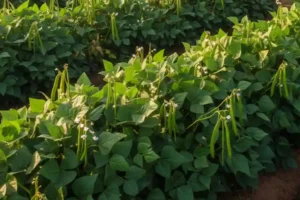 আধুনিক রাজমা চাষ পদ্ধতি: অর্থকরী ফসল হিসেবে রাজমা চাষের সম্পূর্ণ গাইডলাইন রাজমা চাষ পদ্ধতি