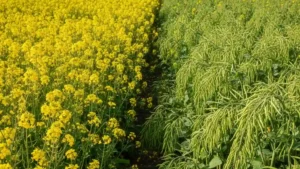 সরিষা চাষ পদ্ধতি