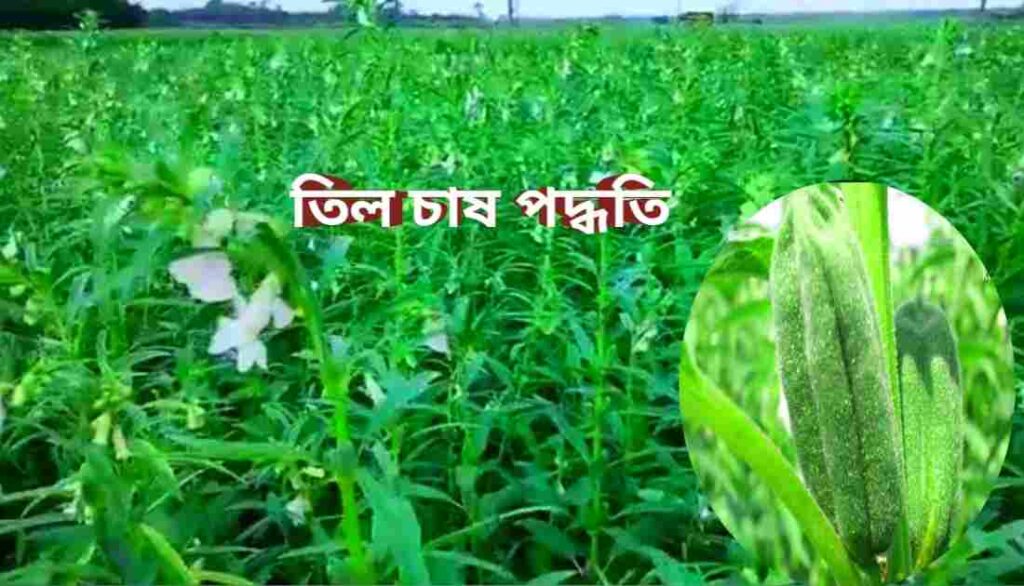 তিল চাষ পদ্ধতি ও আধুনিক কৃষি ব্যবস্থাপনা