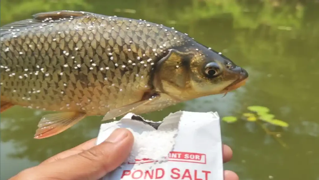 মাছের পরজীবী ও কৃমিঘটিত রোগের প্রতিকার এবং সাদা দাগ রোগের চিকিৎসা।