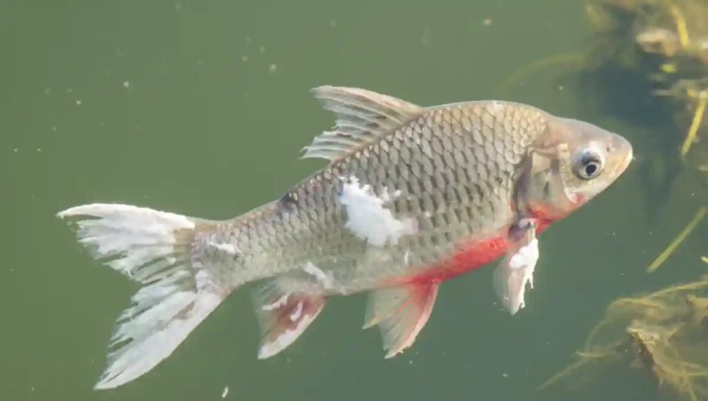 মাছের লেজ ও পাখনা পচা রোগ আক্রান্ত মাছের দৃশ্য