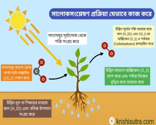 Atmospheric Nutrition জীবামৃত (Jibamrit) তৈরি পদ্ধতি