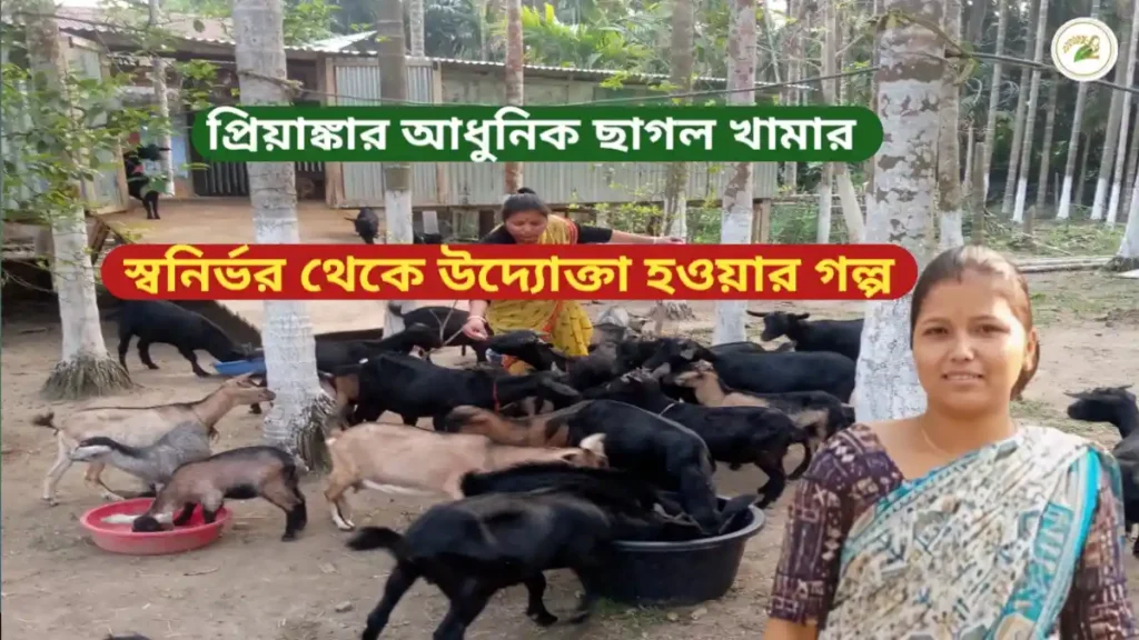 প্রিয়াংকা রায়ছাগল পালনে সাফল্যের গল্প খামার দৃশ্য