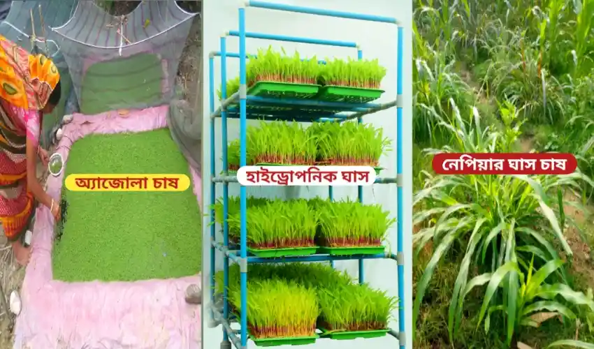 অ্যাজোলা,হাইড্রোপনিক্স ঘাস, নেপিয়ার ঘাস চাষের ছাগল পালনের কৃষি সূত্র।