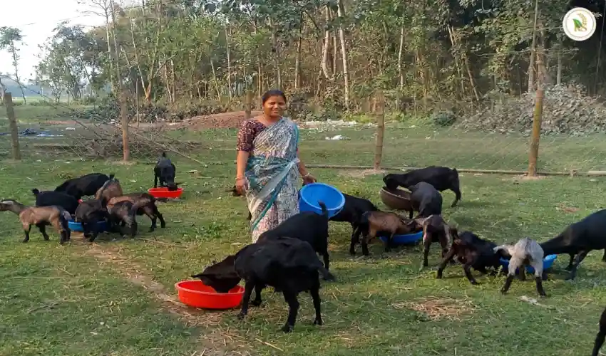 ছাগল পালনে সাফল্যের গল্প প্রিয়াংকা রায়ের ছাগল খামারে ছাগলকে খাওয়াচ্ছেন