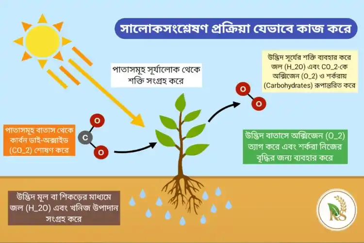 জীবামৃত (Jeevamrut) ব্যবহারের মাধ্যমে উদ্ভিদের সালোকসংশ্লেষণ ও পুষ্টি উপাদান গ্রহণের বৈজ্ঞানিক পদ্ধতি।