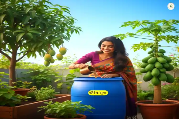 বিষমুক্ত ছাদ বাগানে নিয়মিত জীবামৃত তৈরি করে দিচ্ছেন বাগান প্রেমী নারী উদ্যোক্তা।