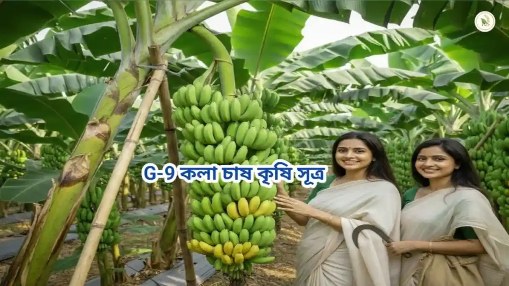 জি নাইন কলা চাষ পদ্ধতি-তে কলা বাগান এর দৃশ্য