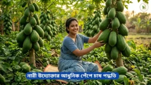 নারী উদ্যোক্তার আধুনিক পেঁপে চাষ পদ্ধতি দৃশ্য।