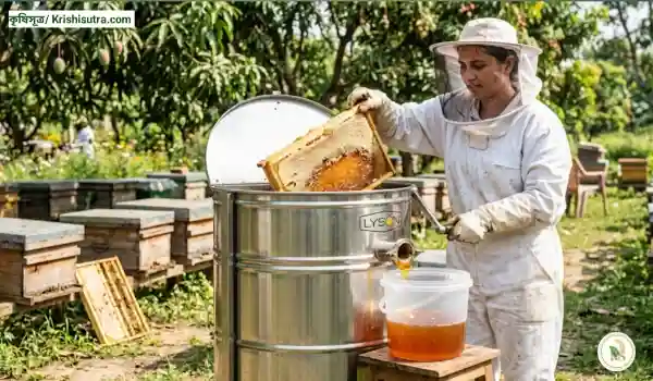  মৌমাছি পালনের  আধুনিক পদ্ধতিতে হানি এক্সট্রাক্টর মেশিনের সাহায্যে মধু সংগ্রহের দৃশ্য।
