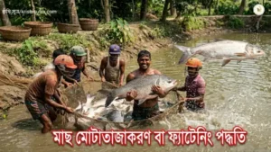 আধুনিক মাছ মোটাতাজাকরণ পদ্ধতি: কার্প ফ্যাটেনিং পদ্ধতিতে মাছ চাষ কৌশল আধুনিক ফ্যাটেনিং প্রযুক্তিতে ১ কেজি পোনা থেকে উৎপাদিত বিশাল আকৃতির মাছ আহরণের এক রোমাঞ্চকর দৃশ্য।