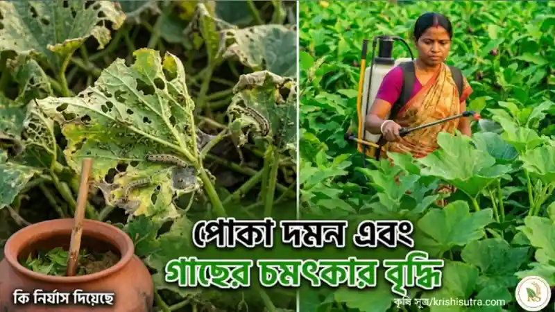 গাছে জাব পোকা ও লেদা পোকার আক্রমণের পরে জৈব কীটনাশক তৈরির পদ্ধতি-তে
স্প্রে করার ফলে গাছের চমৎকার বৃদ্ধি এবং পোকা দমনের দৃশ্য।