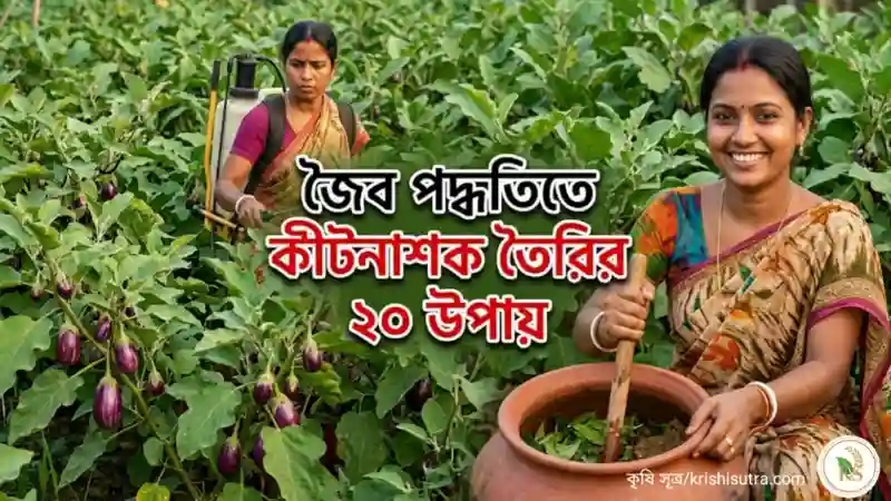 ফসলের জন্য জৈব কীটনাশক তৈরির পদ্ধতি নিয়ে কাজ করছেন নারী উদ্যোক্তারা, পিছনে বেগুন জমিতে স্প্রে করা হচ্ছে।