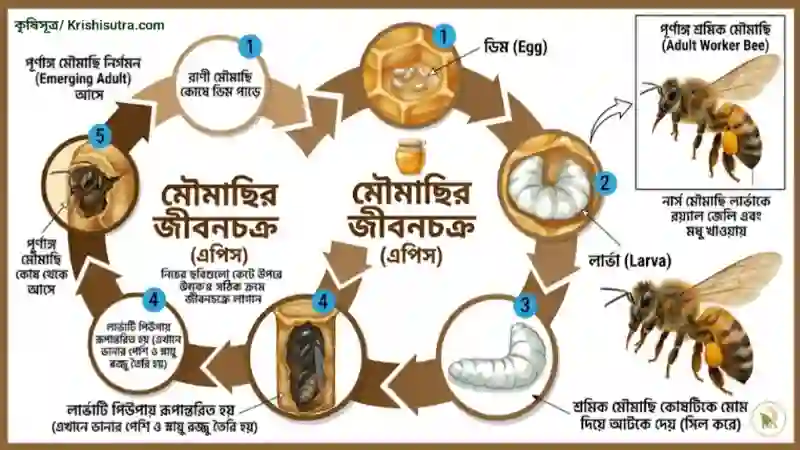 মৌমাছি পালন আধুনিক পদ্ধতি। মৌমাছি জীবনচক্র চিত্র।