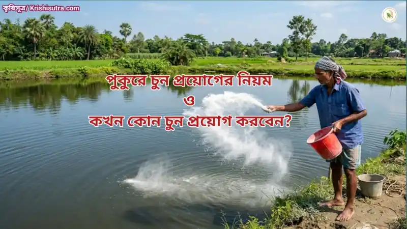 মাছ চাষে চুন প্রয়োগ কেন করা হয় এবং এর গুরুত্ব।