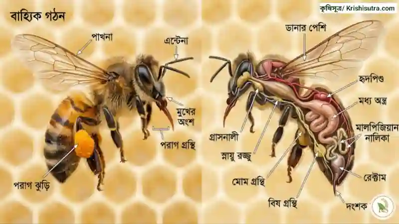 মৌমাছি পালন আধুনিক পদ্ধতি। শ্রমিক মৌমাছির অভ্যন্তরীণ গঠন ও শারীরস্থান (Anatomy) চিত্র।
