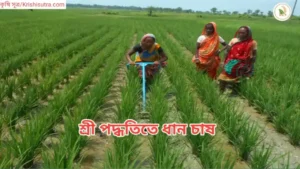 SRI বা শ্রী পদ্ধতিতে ধান চাষ: আধুনিক পদ্ধতিতে ধান চাষের নিয়ম SRI বা শ্রী পদ্ধতিতে ধান চাষ করছেন SHG মহিলা কৃষকরা।