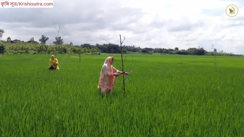 শ্রী পদ্ধতিতে ধান চাষের জমির মাঝে মাঝে ডালপালা পুঁতে 'পাখি বসার ব্যবস্থা' (bird Parching) করছেন নারী কৃষকরা। 