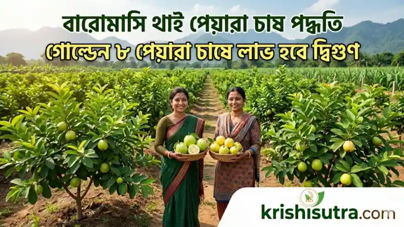 থাই পেয়ারা চাষ পদ্ধতি এবং গোল্ডেন ৮ পেয়ারা গাছের বাণিজ্যিক বাগান।