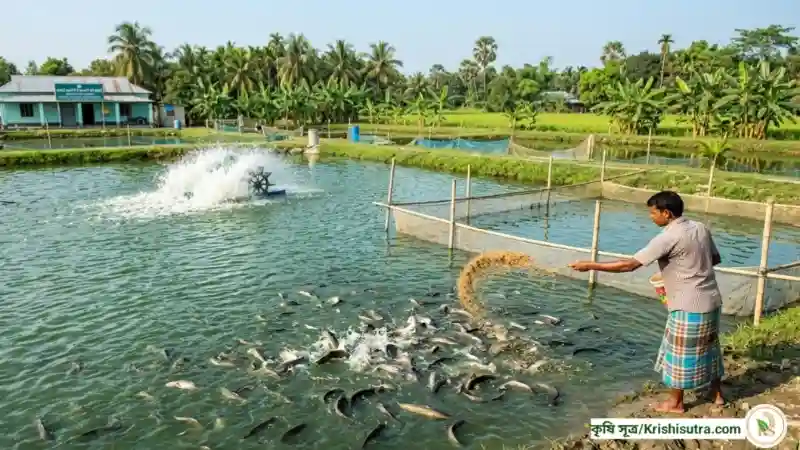 দেশী মাগুর মাছ চাষ পদ্ধতি: পুকুরে সঠিক খাদ্য ব্যবস্থাপনা এবং দেশী মাগুর মাছের লাভজনক বাণিজ্যিক উৎপাদন।