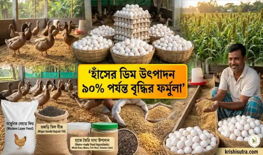 হাঁসের ডিম উৎপাদন বৃদ্ধির উপায় এবং আধুনিক খাদ্য ব্যবস্থাপনার ইনফোগ্রাফিক ব্যানার।