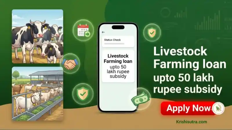 জাতীয় লাইভস্টক মিশন স্কিমের অধীনে ৫০ লক্ষ টাকা পর্যন্ত সরকারি সাবসিডি সহ পশুপালনের জন্য লোন ব্যানার। পশুপালনের আবেদন কোথায় কিভাবে করবেন ও কি কি তথ্য লাগে।