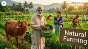 প্রাকৃতিক কৃষি ক্ষেতে সবুজ ধান ক্ষেতে এক ভারতীয় কৃষক হাতে জীবামৃত তরল সারের পাত্র নিয়ে দাঁড়িয়ে আছেন, পাশে একটি দেশি গরু ও একজন কৃষি কর্মকর্তা এবং সামনে 'Natural Farming' লেখা একটি কাঠের সাইনবোর্ড।