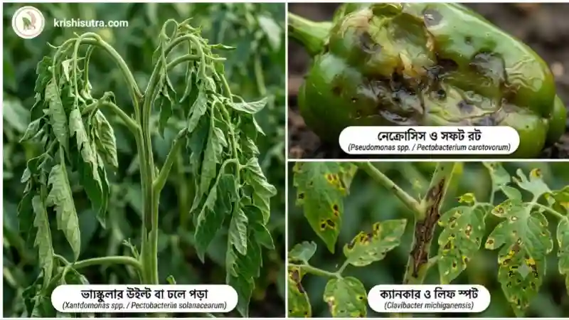 ​​জৈব উপায়ে ফসলের রোগ নিরাময়:  ব্যাকটেরিয়াল জনিত রোগের লক্ষণ গুলির দৃশ্য।