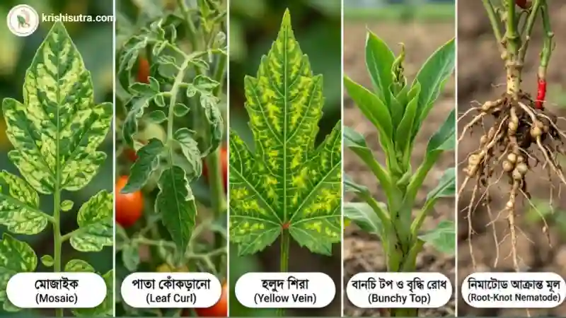 ​​জৈব উপায়ে ফসলের রোগ নিরাময়: ভাইরাস ও নিমাটোড জনিত আক্রান্ত ফসলের দৃশ্য।