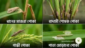 ধানের রোগ ও পোকা নিয়ন্ত্রণ, ধানে অপকারী মাজরা পোকা, শোষক পোকা, শ্যাম পোকা, কারেন্ট পোকা, গান্ধী পোকা ও ধানের বাহিত রোগ ব্লাস্ট ইত্যাদি রোগ পোকা প্রাকৃতিক, জৈবিক ও রাসায়নিক উপায়ে প্রতিরোধের উপায় নিয়ে আলোচনা ও ছবি দৃশ্যে । Majra poka Damon er bisesh tips,