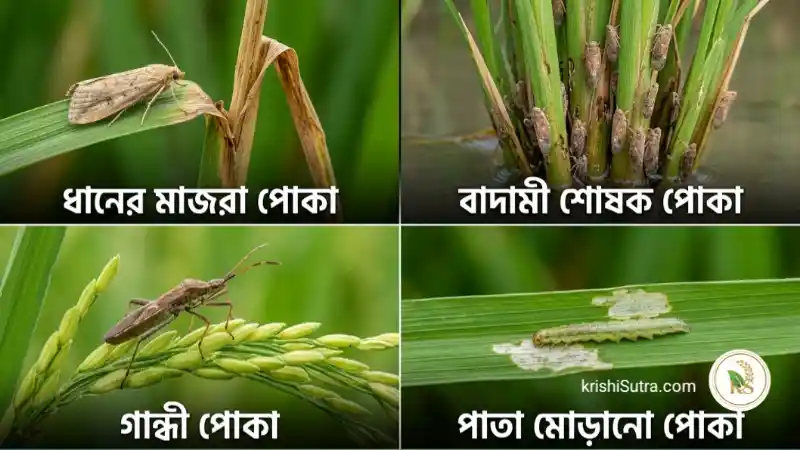 ধানের রোগ ও পোকা নিয়ন্ত্রণ, ধানে অপকারী মাজরা পোকা, শোষক পোকা, শ্যাম পোকা, কারেন্ট পোকা, গান্ধী পোকা ও ধানের বাহিত রোগ ব্লাস্ট ইত্যাদি রোগ পোকা প্রাকৃতিক, জৈবিক ও রাসায়নিক উপায়ে প্রতিরোধের উপায় নিয়ে আলোচনা ও ছবি দৃশ্যে । Majra poka Damon er bisesh tips,