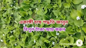 একাঙ্গী চাষ পদ্ধতি। জানুন একাঙ্গী কি? কিভাবে চাষ করে? কি কি সার লাগে , রোগ পোকা নিয়ন্ত্রণ। Ekangi chash podhati o Labh।