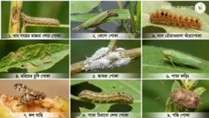 প্রাকৃতিক কৃষিতে ক্ষতিকর ও উপকারী পোকা চেনার উপায় জেনে চাষ করলে ফসলের ক্ষতি ও খরচ কম হয়। অপকারী পোকার দৃশ্য।
