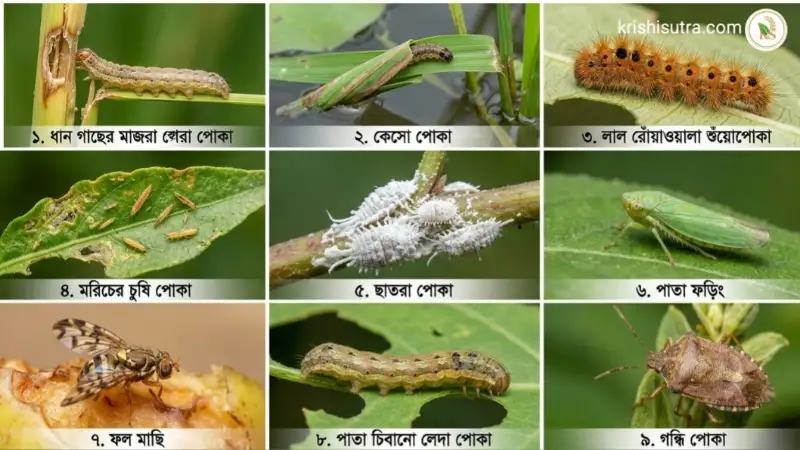 প্রাকৃতিক কৃষিতে ক্ষতিকর ও উপকারী পোকা চেনার উপায় জেনে চাষ করলে ফসলের ক্ষতি ও খরচ কম হয়। অপকারী পোকার দৃশ্য।