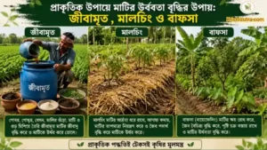 প্রাকৃতিক উপায়ে মাটির উর্বরতা বৃদ্ধি। মাটির উর্বরতা বৃদ্ধির পদ্ধতি।