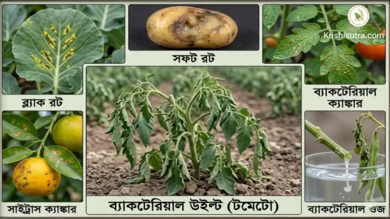 প্রাকৃতিক কৃষিতে রোগ ব্যবস্থাপনা: ছত্রাক জনিত রোগে আক্রান্ত ফসল দৃশ্য।