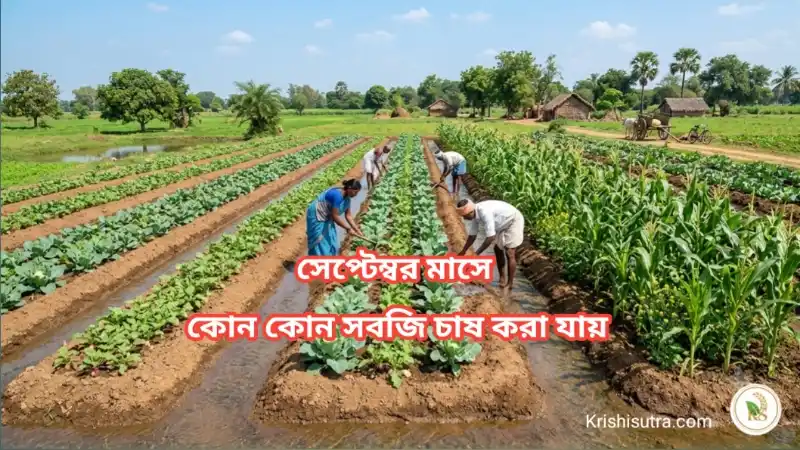 সেপ্টেম্বর মাসে সবজি চাষ তালিকা । জানুন september mashe kon kon sabji chash hoy।n