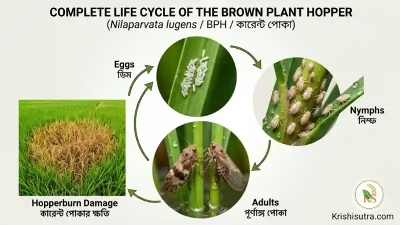 কারেন্ট পোকা দমনে করণীয় কি ? দেখুন bph current poka life cycle বা ধানের হপার বার্ন পোকা জীবন চক্র ও  রোগের প্রতিকার