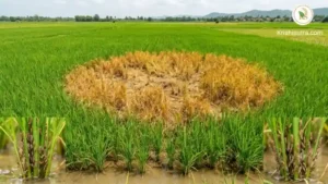 ধানের কারেন্ট পোকা দমনে করণীয় ও হপার বার্ন রোগের সঠিক চিকিৎসা । হঠাৎ ধান গাছ দ্রুত শুকিয়ে গেলে কি করবেন ? ধানের কারেন্ট পোকা দমনে করণীয় ও হপার বার্ন রোগের সঠিক চিকিৎসা । dhaner current poka বা paddy brown plant hpper bph control গাইড