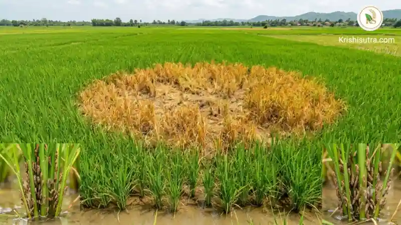 ধানের কারেন্ট পোকা দমনে করণীয় ও হপার বার্ন রোগের সঠিক চিকিৎসা । dhaner current poka বা paddy brown plant hpper bph control গাইড